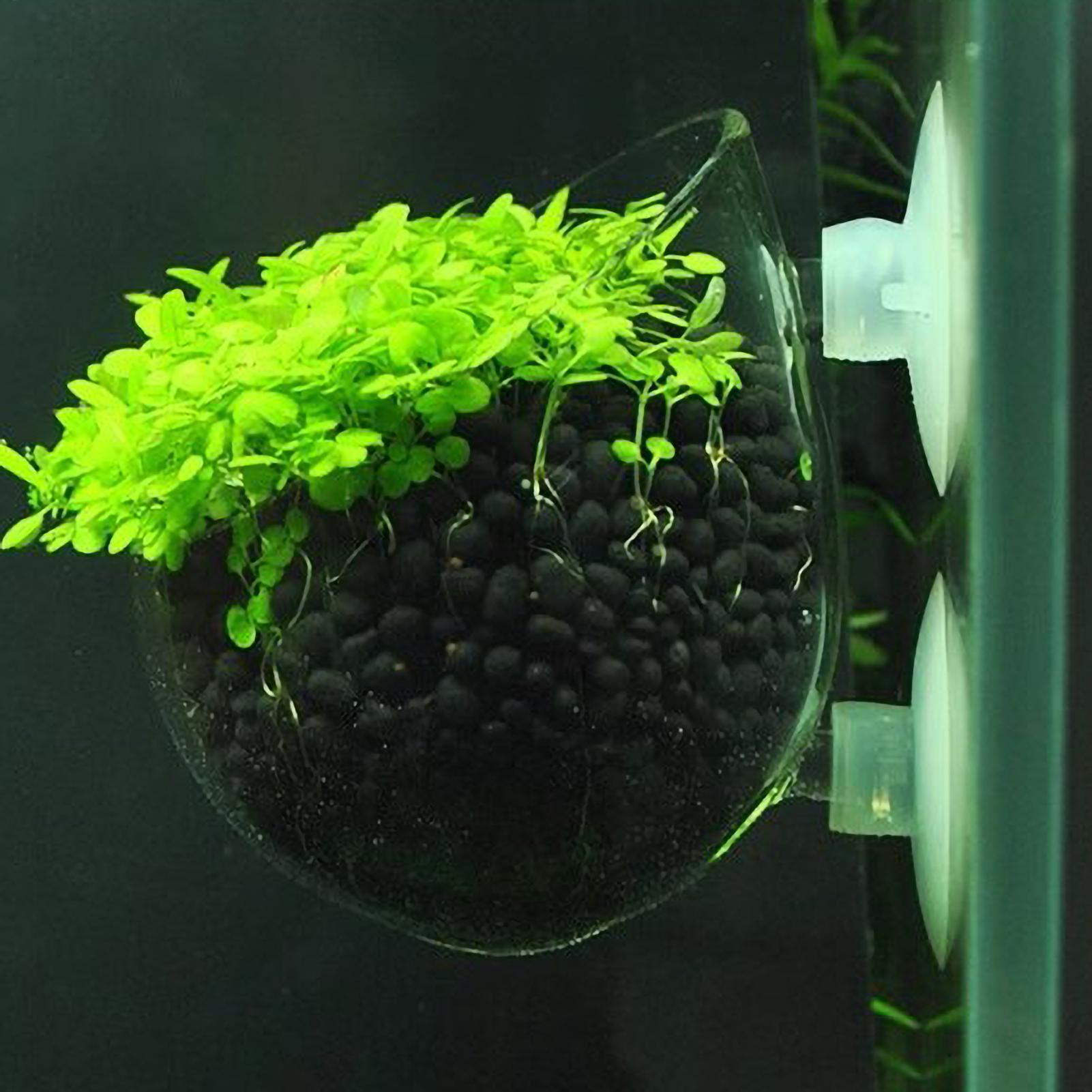 Aquarium Plant Gel - Aquarium-Pflanzenhalter Glas-Wasserpflanzentopf mit Saugnäpfen Lebende Pflanzen