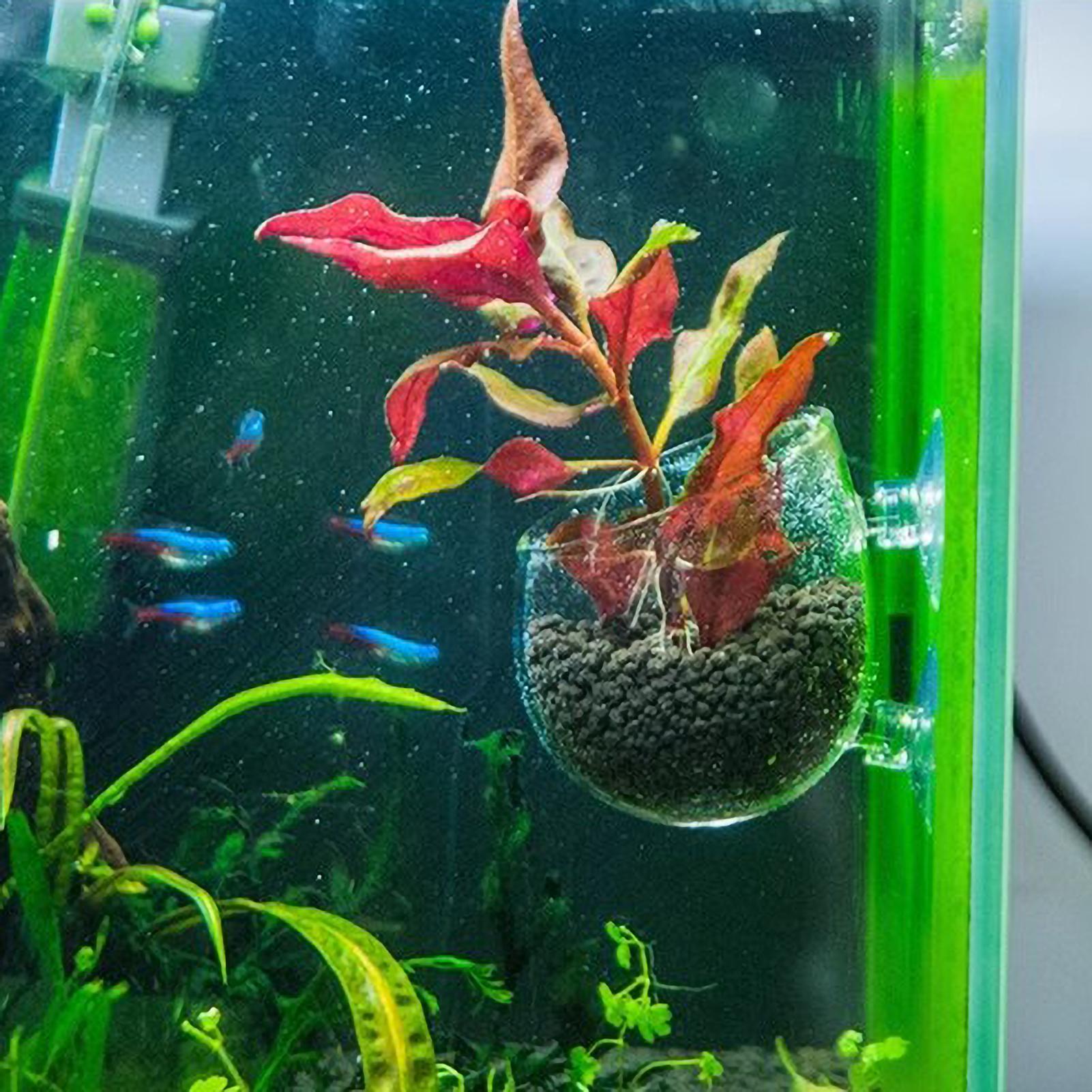 Aquarium-Pflanzenhalter Glas-W – Aquarium Plant Gel Bewertung und Preis