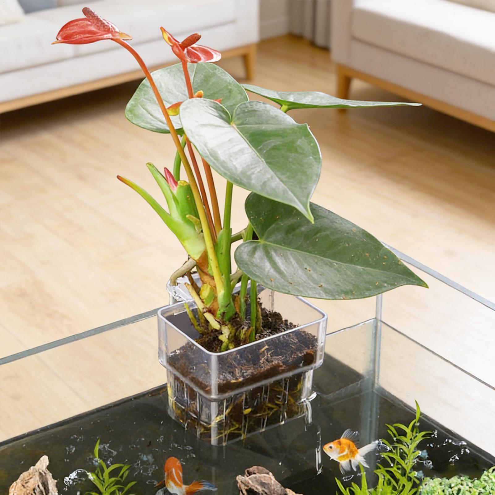 Aquarium-Fixierkorb, wandmonti – Aquarium Plant Holder Bewertung und Preis