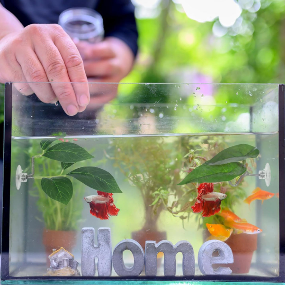 1 Stück Betta-Fisch-Hängematte – Planted Aquarium For Betta Bewertung und Preis