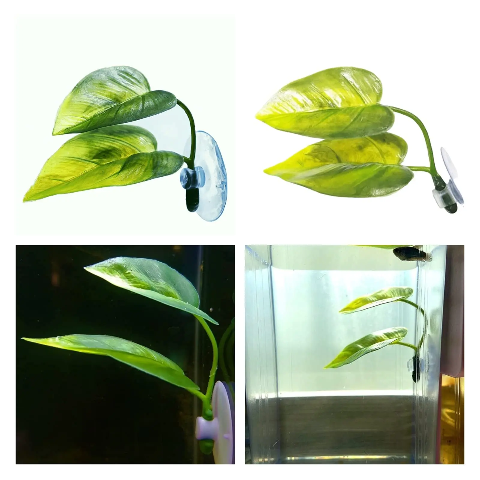 Haustiere Aquarium Dekor Betta – Planted Aquarium For Betta Bewertung und Preis