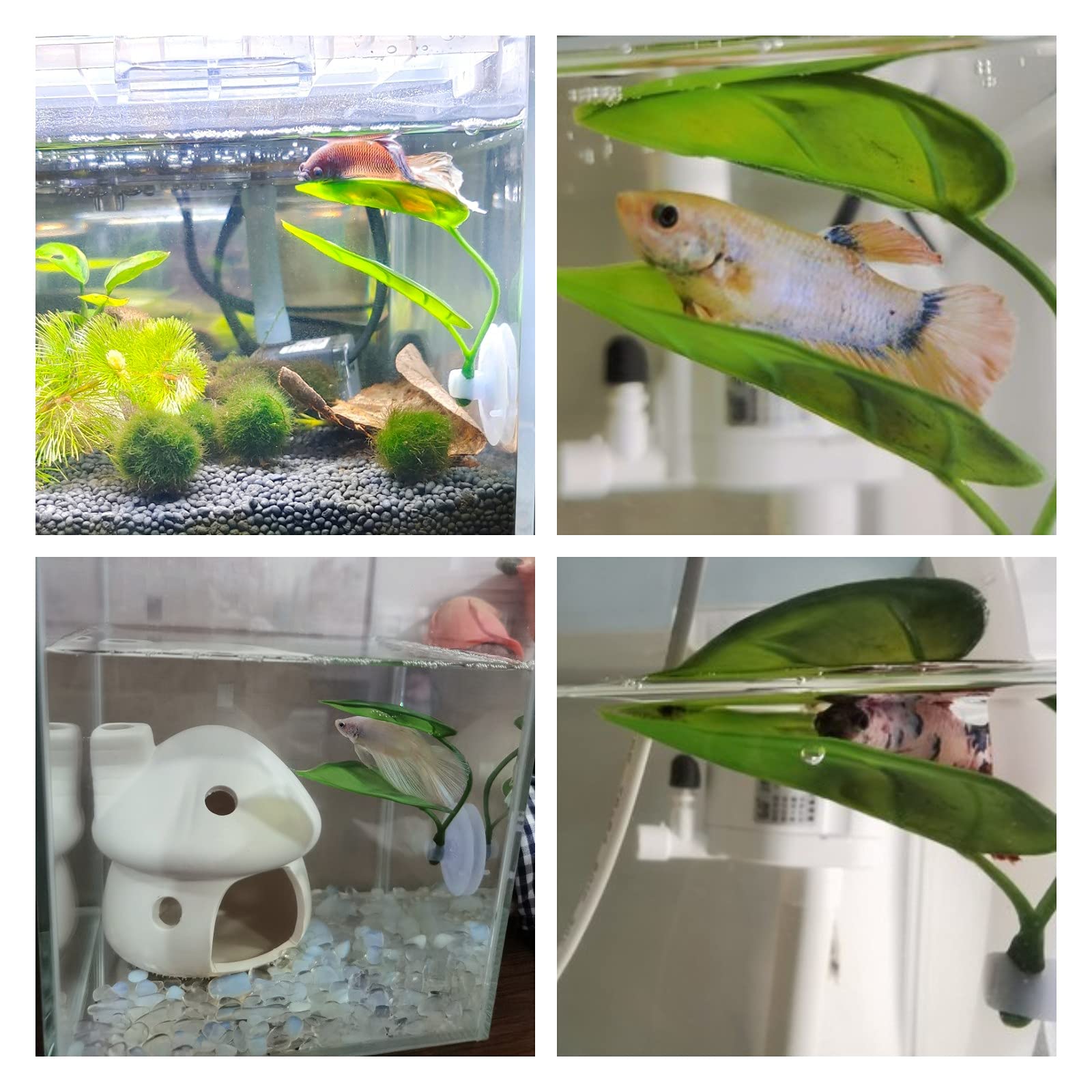 Haustiere Aquarium Dekor Betta – Planted Aquarium For Betta Bewertung und Preis