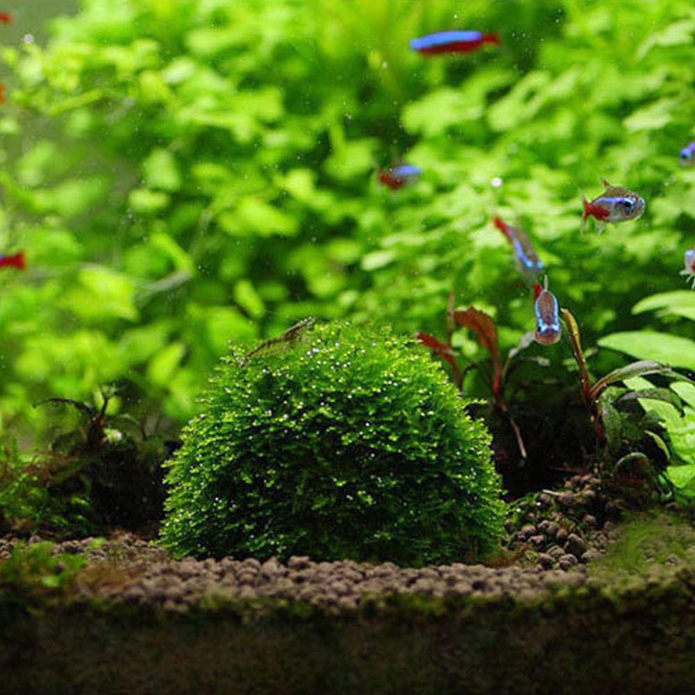 Aquarium Dekoration Pflanzen B – Aquarium Plant Red Bewertung und Preis