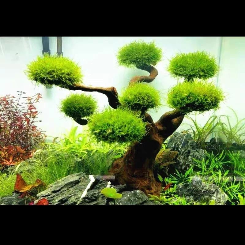 Aquarium Treibholz Landschafts – Aquarium Plant Root Tabs Bewertung und Preis