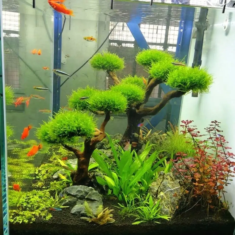 Aquarium Treibholz Landschafts – Aquarium Plant Root Tabs Bewertung und Preis